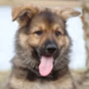 Meet your Posher, Lola